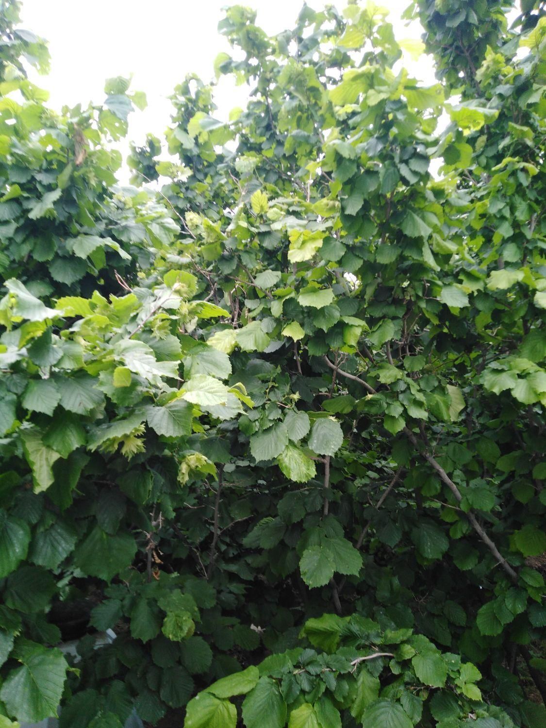 خونه باغ زیباروستای زیبای وشنوه بخش کهک|فروش زمین و ملک کلنگی|قم, شاه سید علی|دیوار