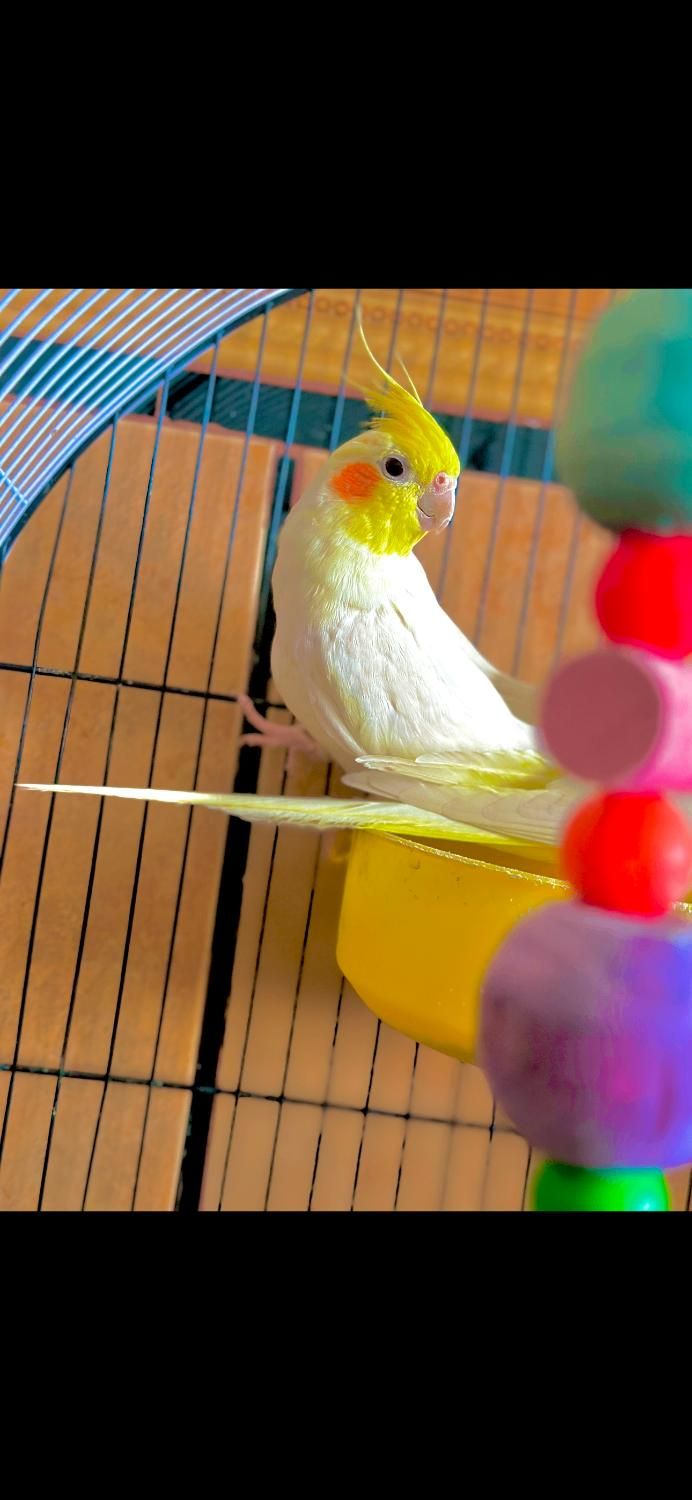 عروس هلندی لوتینو|پرنده|شوش, |دیوار