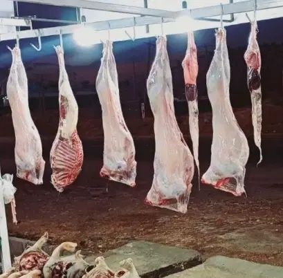 گوشت بره تمام پروار جلو چشم مشتری سر میبرم ۵۵۰|خوردنی و آشامیدنی|ایلام, |دیوار