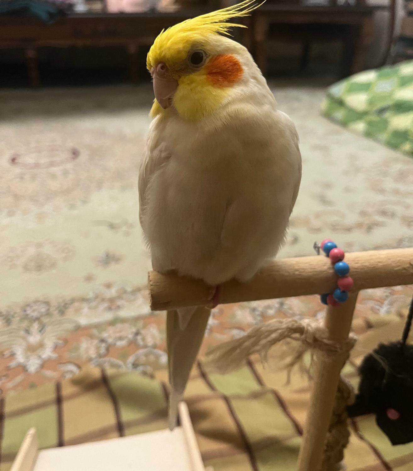 عروس هلندی گمشده (مژدگانی خوب برای یابنده)|حیوانات|تبریز, |دیوار