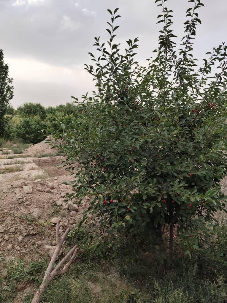 فروش زمین ۱۲۷۰ متری در مهدی آباد|فروش زمین و ملک کلنگی|اصفهان, مهدی آباد|دیوار