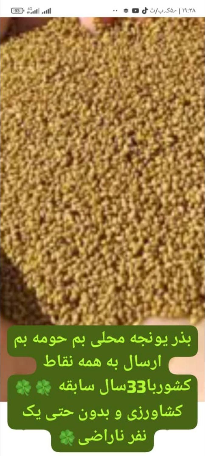 بذریونجه یک1 محلی اصل بمی در بم|خدمات باغبانی و درختکاری|بم, |دیوار
