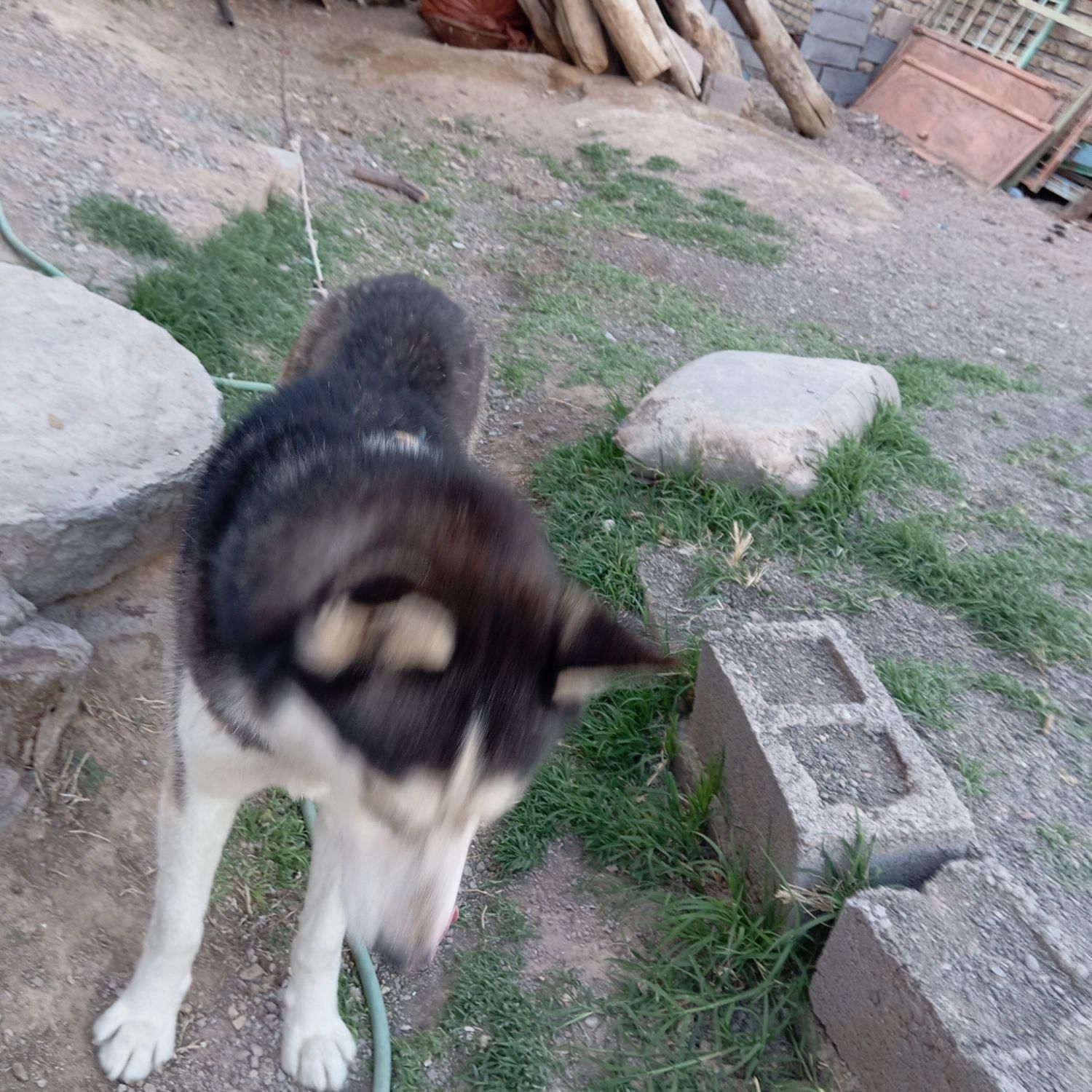 هاسگی نر و باهوش|سگ|تربت جام, شهید غلام زاده|دیوار