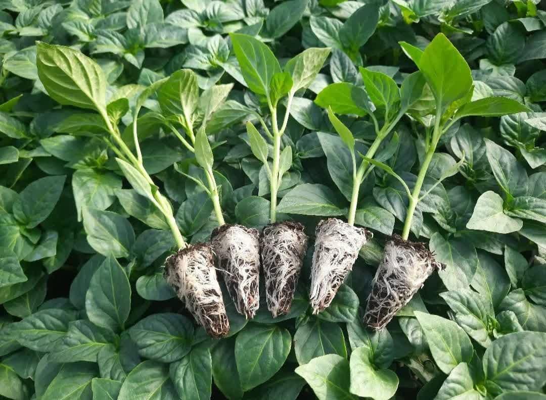 نشا بادمجان فلفل گوجه و...|خدمات باغبانی و درختکاری|بندرعباس, |دیوار