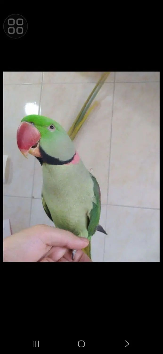 شاه طوطی نر سخنگو|پرنده|کرج, کلاک بالا|دیوار