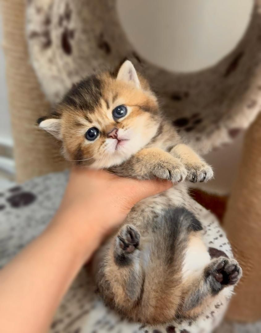 بچه گربه های جذاب iran cats|گربه|آبادان, |دیوار