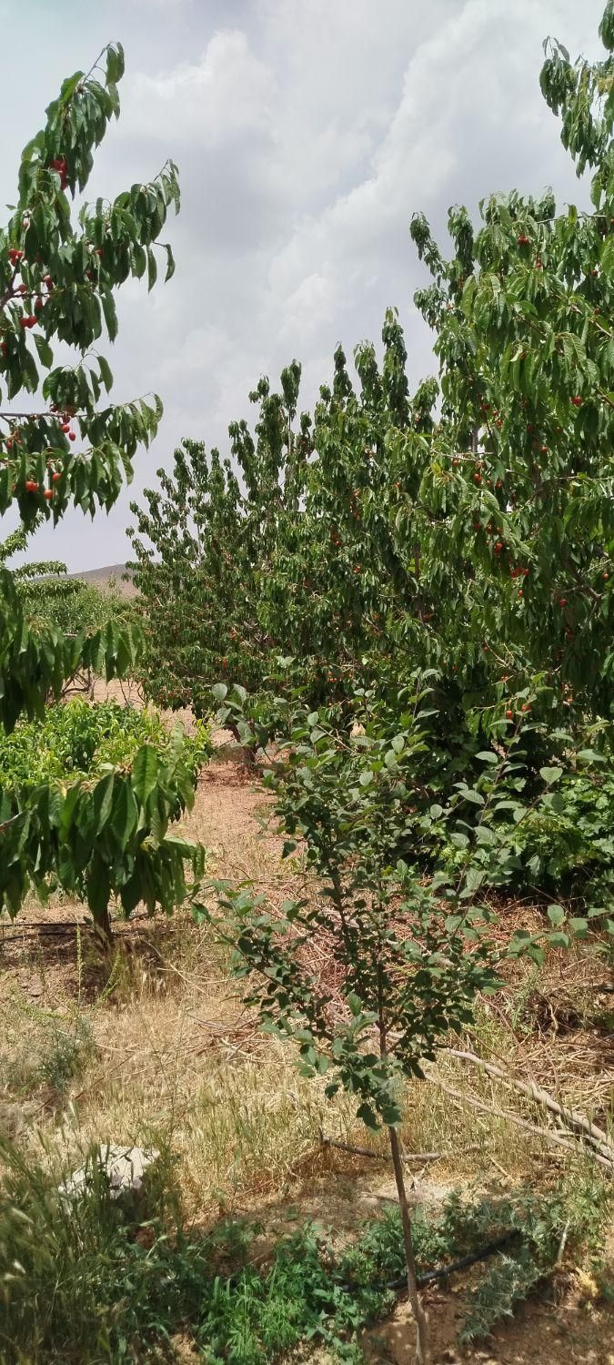 فروش زمین ۶۰۰ متری محدود پل زمانخان روستایی شوراب|فروش زمین و ملک کلنگی|اصفهان, آزادگان|دیوار