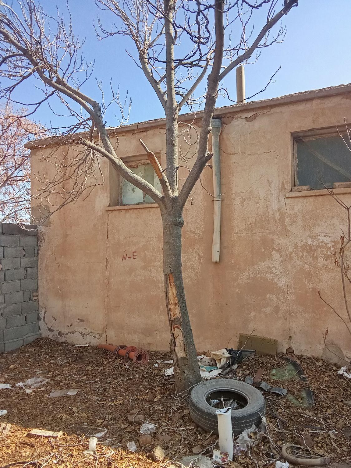 پویا چوب|خدمات باغبانی و درختکاری|گناباد, |دیوار