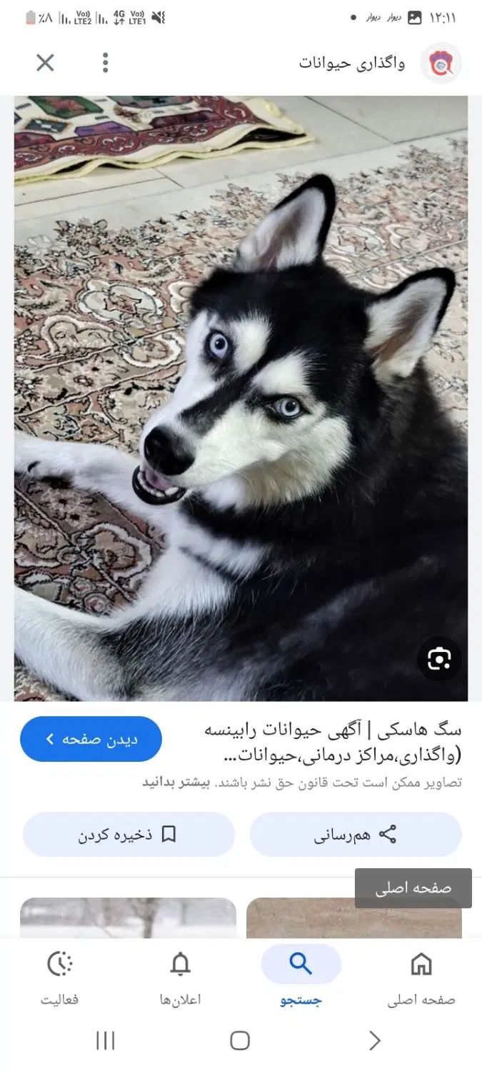 هاسگی خارجی|سگ|تهران, سعیدآباد|دیوار