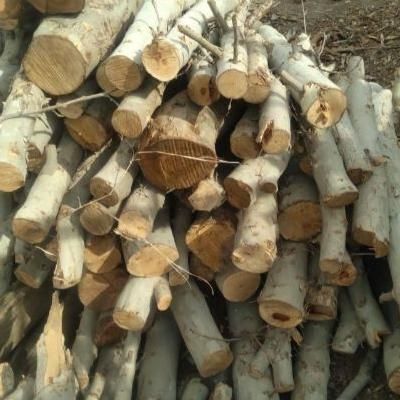 ورامین پیشواپاکدشت قرچک وحومه|خدمات باغبانی و درختکاری|ورامین, ورامین|دیوار