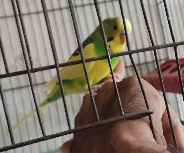 مرغ عشق نر درشت فوق دستی و سخنگو مست دیوونه|پرنده|اهواز, لشکرآباد|دیوار