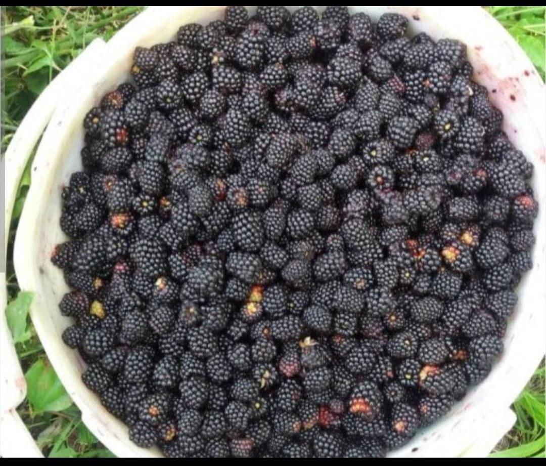 تمشک جنگلی. تازه چین|خوردنی و آشامیدنی|چمستان, |دیوار
