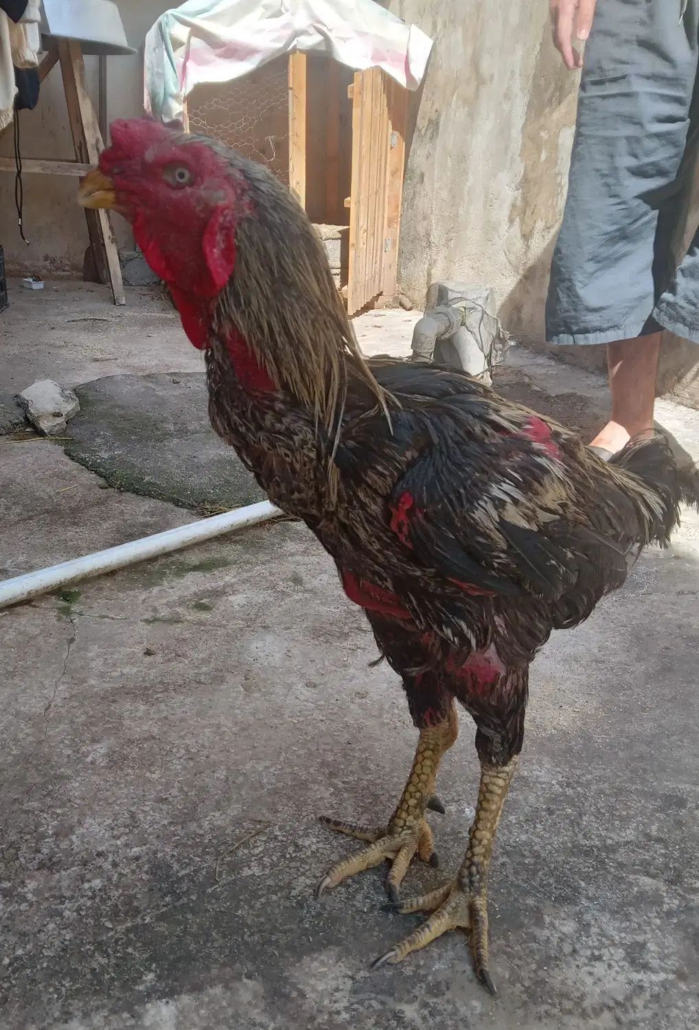 ۳۰۰۰۰۰۰۰|حیوانات مزرعه|رشت, بلوار گیلان|دیوار