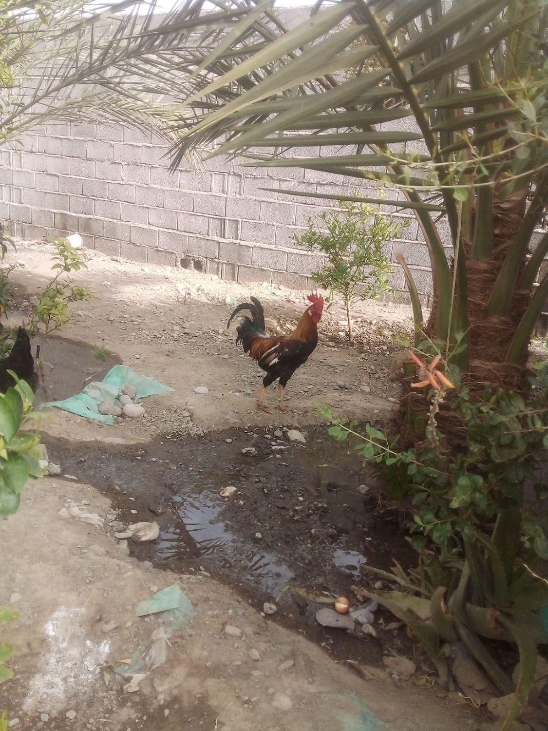 خروس دو رگ|پرنده|بلوک, |دیوار