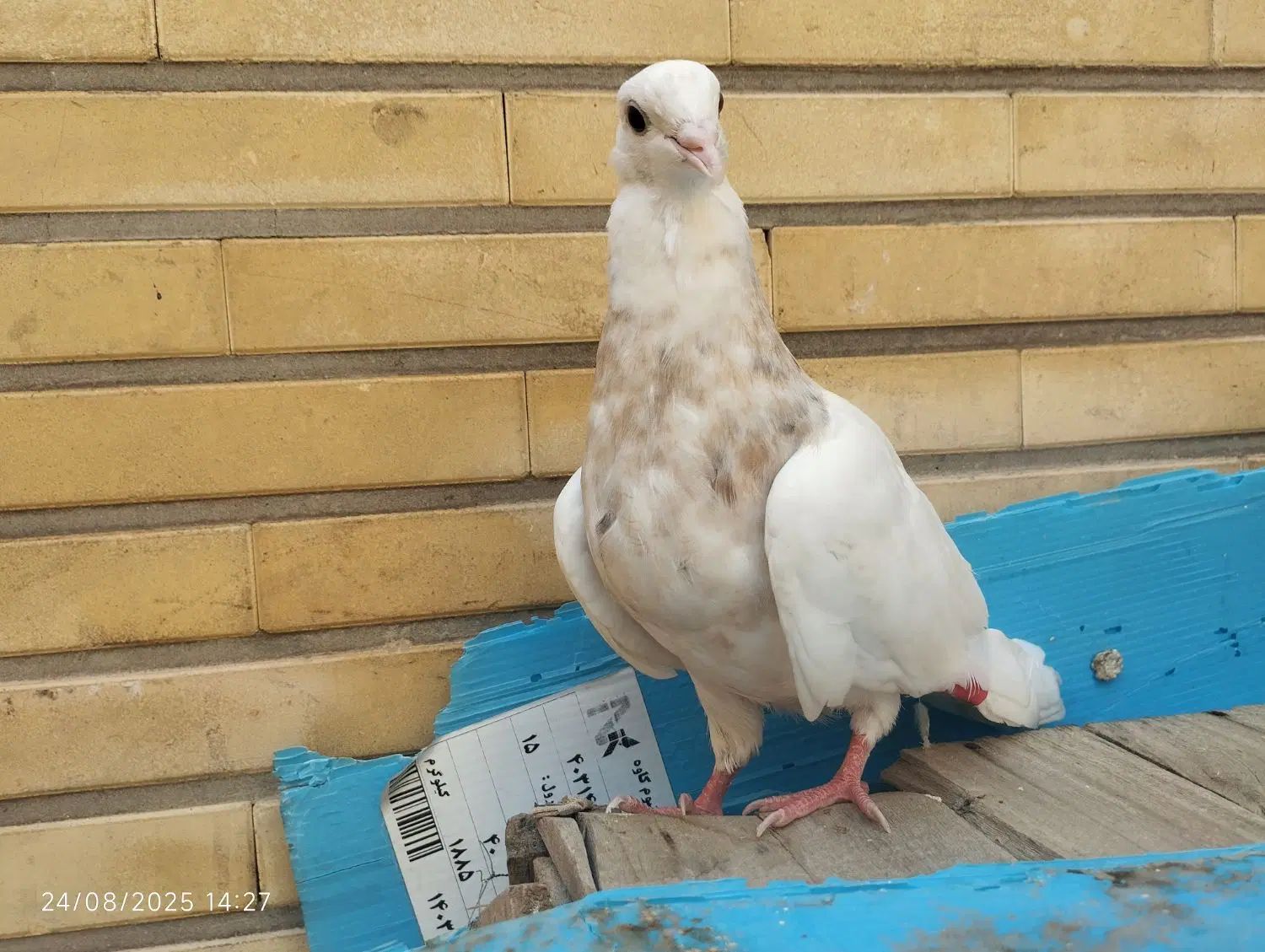 طوقی|پرنده|اصفهان, سودان|دیوار