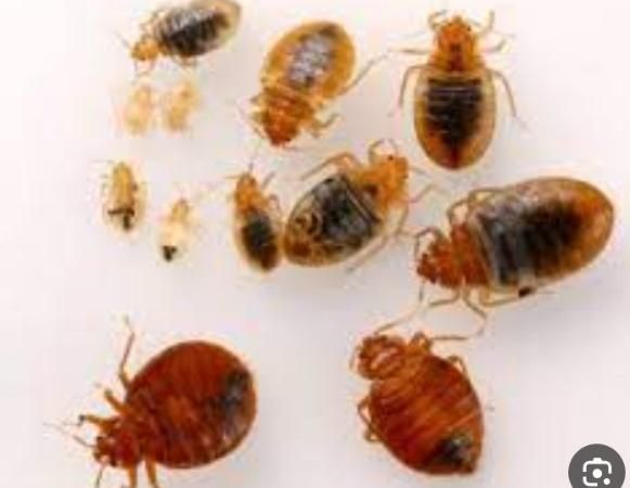 سمپاشی سوسک و ساس دریک مرحله صدرصد تضمینی|خدمات نظافت|تهران, پاسداران|دیوار