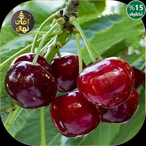 فروش زرد الو گیلاس باغ بهادران|خدمات باغبانی و درختکاری|فولادشهر, زاینده رود|دیوار