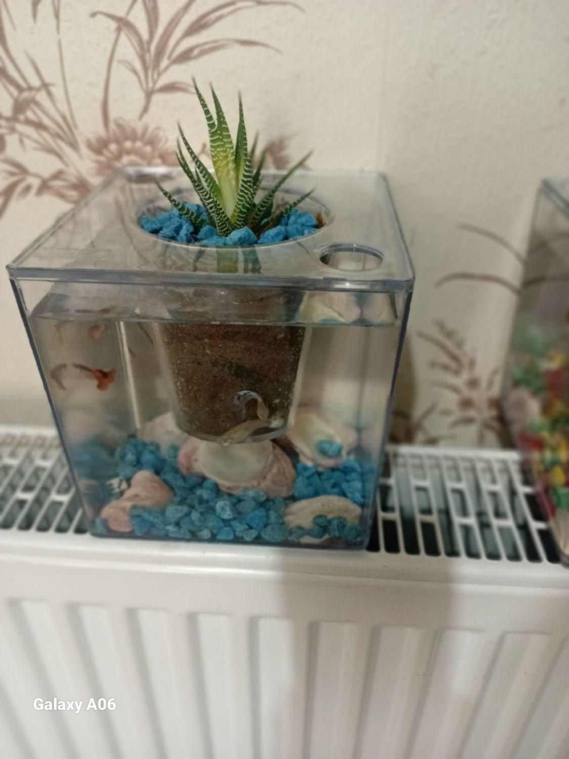 آکواریوم خانگی ( هدیه و کادو )|ماهی|رشت, کوی مهر|دیوار