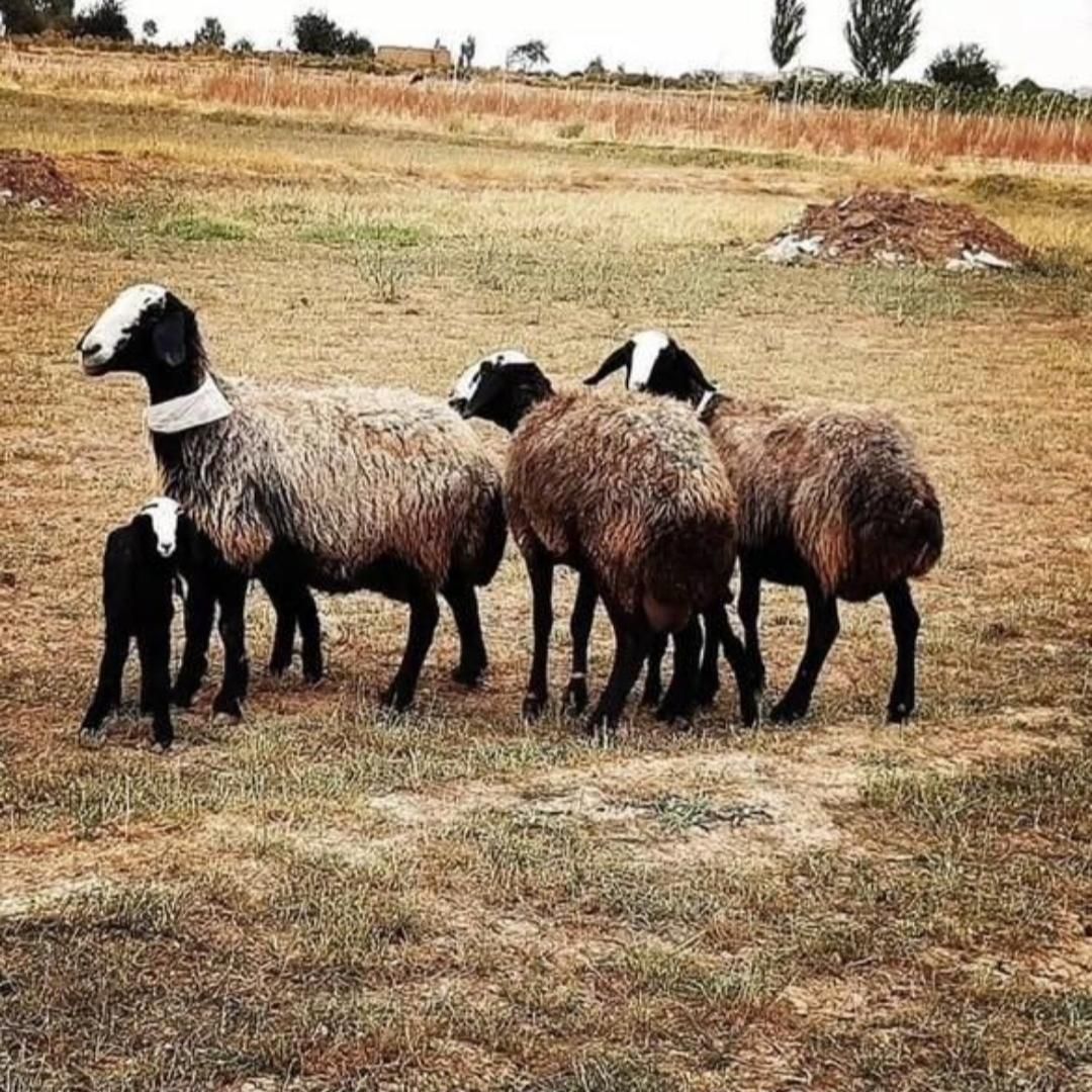 ارسال از شهـر شال میش hfero گوسفند چنـد ژن بره|حیوانات مزرعه|ساری, |دیوار