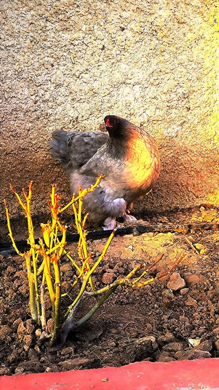 برهما بلو|حیوانات مزرعه|تهران, تهرانسر شرقی|دیوار