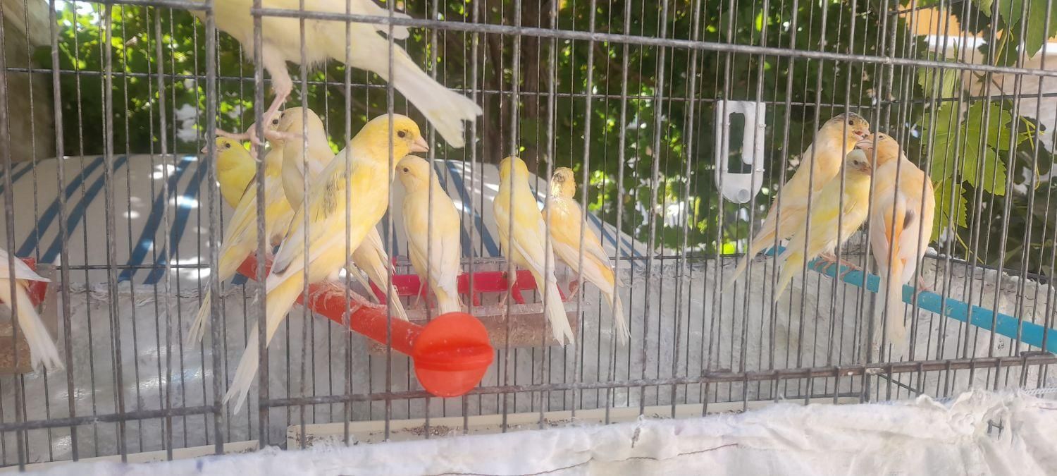 قناری نوجه ونر مست|پرنده|سیرجان, |دیوار