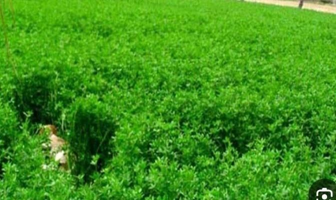 فروش یونجه درجه ۱|خدمات باغبانی و درختکاری|دهدشت, |دیوار