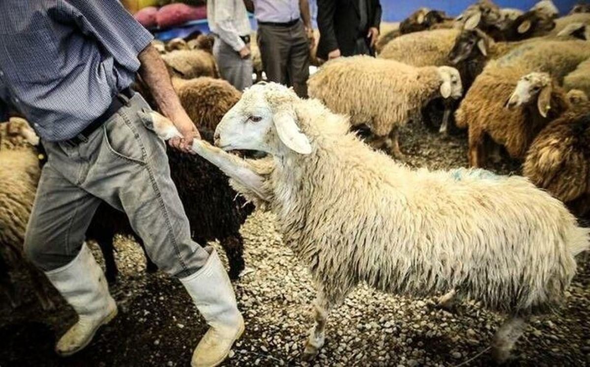 **گوسفند زنده بره نرینه قلم آبی**|حیوانات مزرعه|مشهد, نوید (بلوار کشاورز)|دیوار