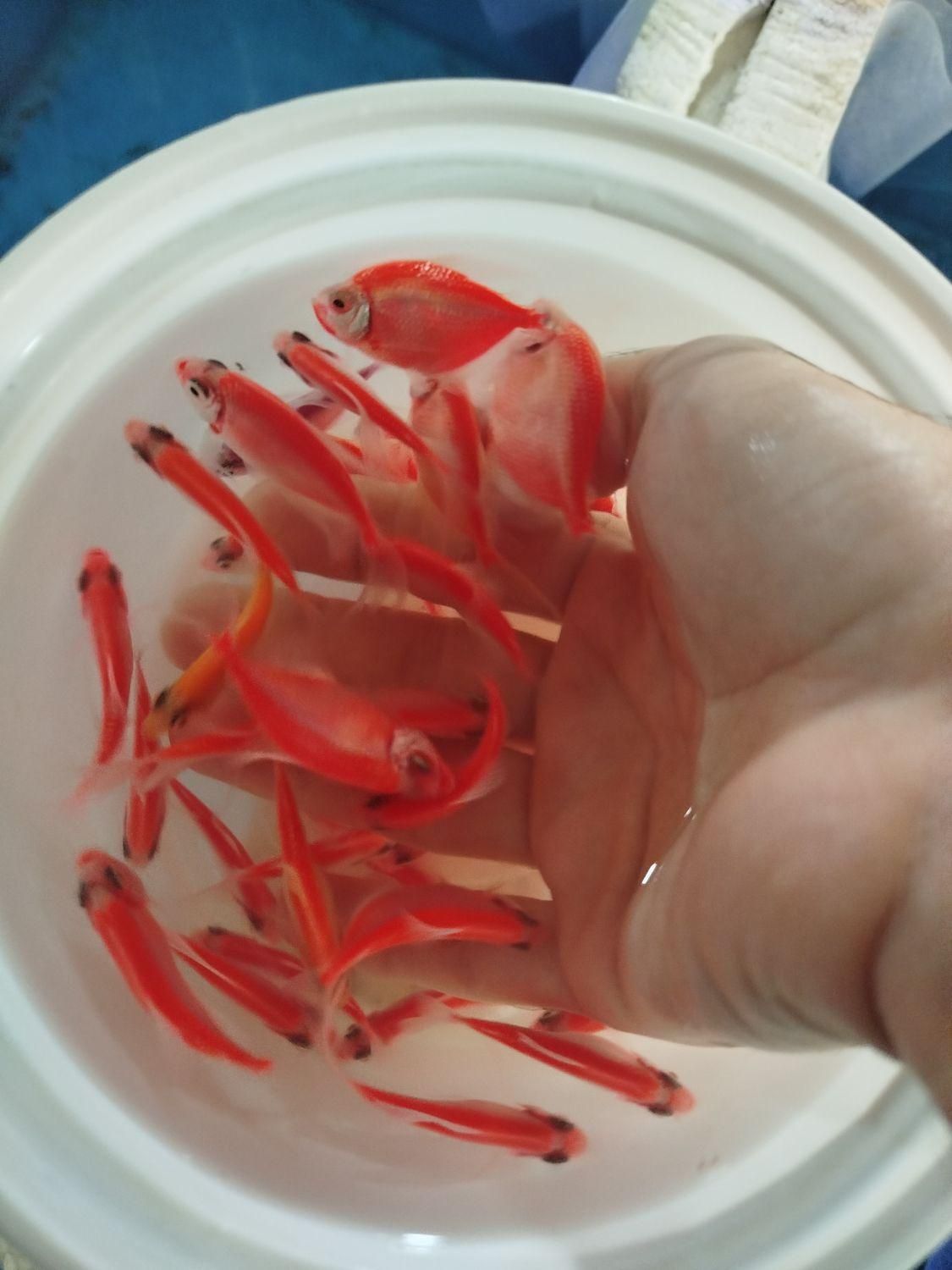 ماهی مولیگوپی میگوسوارترزبراکالربریچاردی مزرعه آبی|ماهی|یزد, |دیوار