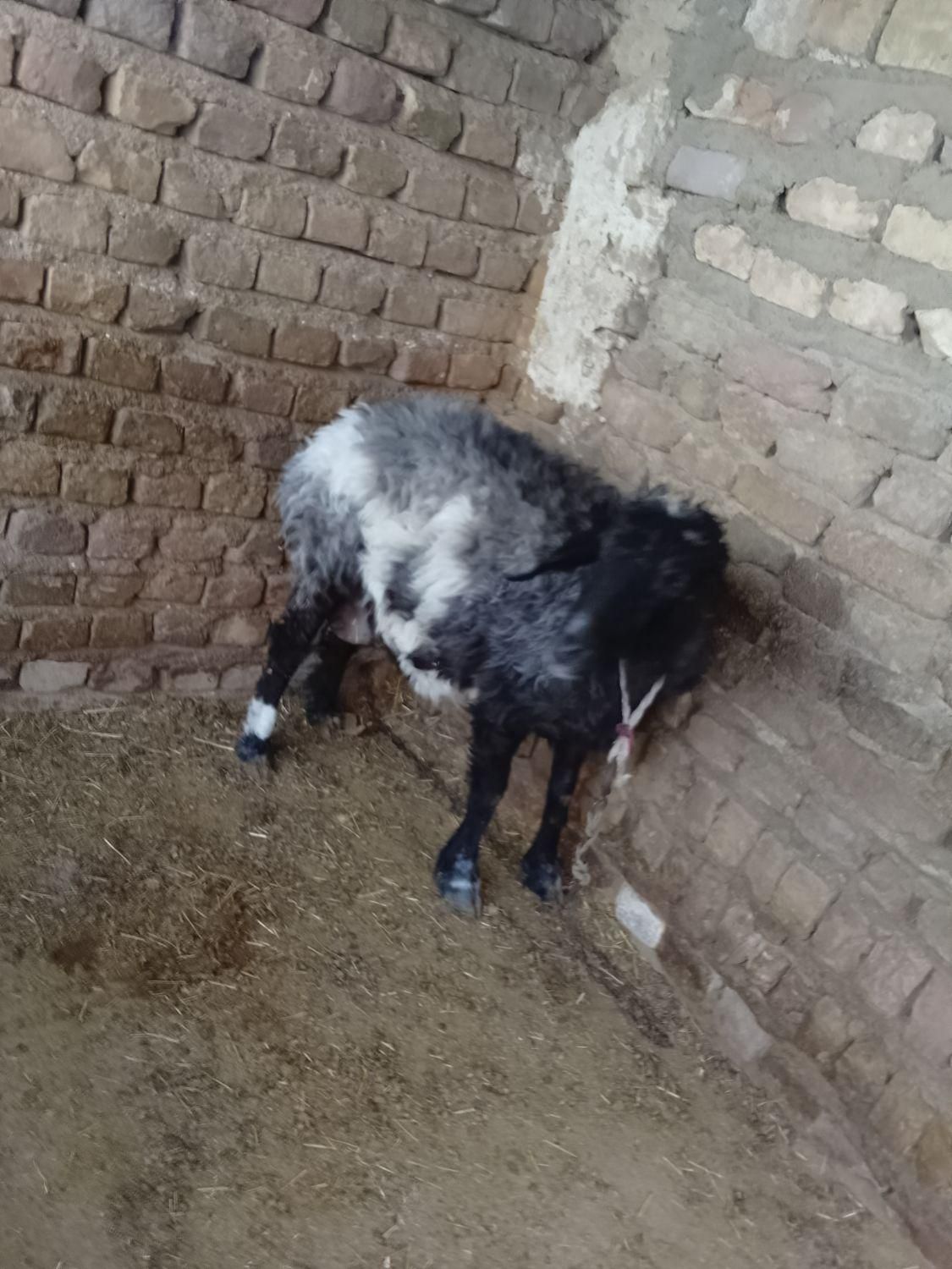 یک گوسفند بوری اصل سیاه سفید|حیوانات مزرعه|زاهدان, |دیوار