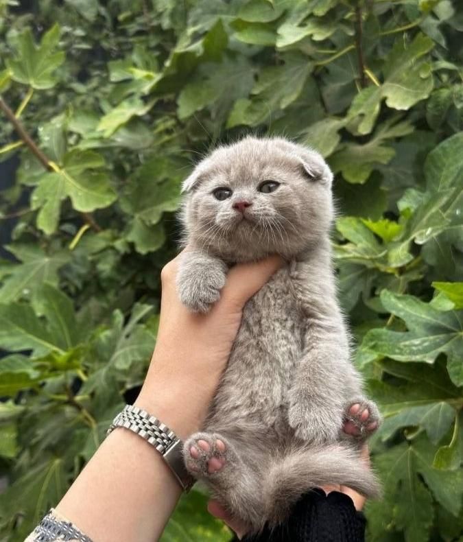 بچه گربه مورد علاقت اینجاست|گربه|اصفهان, آزادگان|دیوار