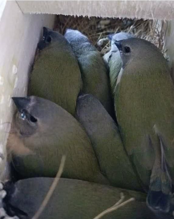 فنچ گلدین|پرنده|کرج, ساماندهی|دیوار