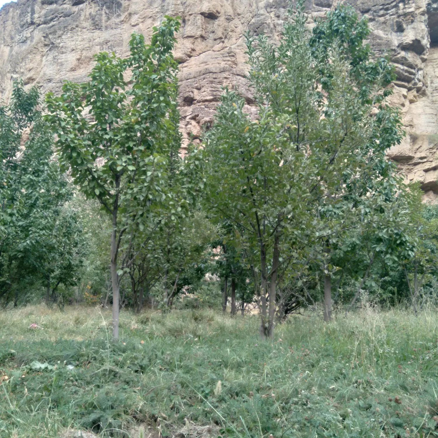 فروش زمین|فروش زمین و ملک کلنگی|مشهد, کارده|دیوار