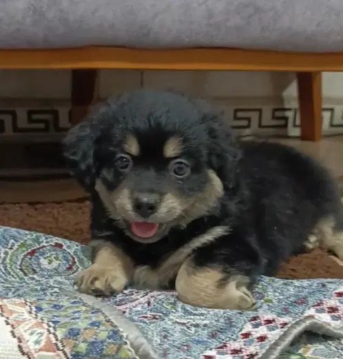 واگذاری|سگ|وحیدیه, |دیوار