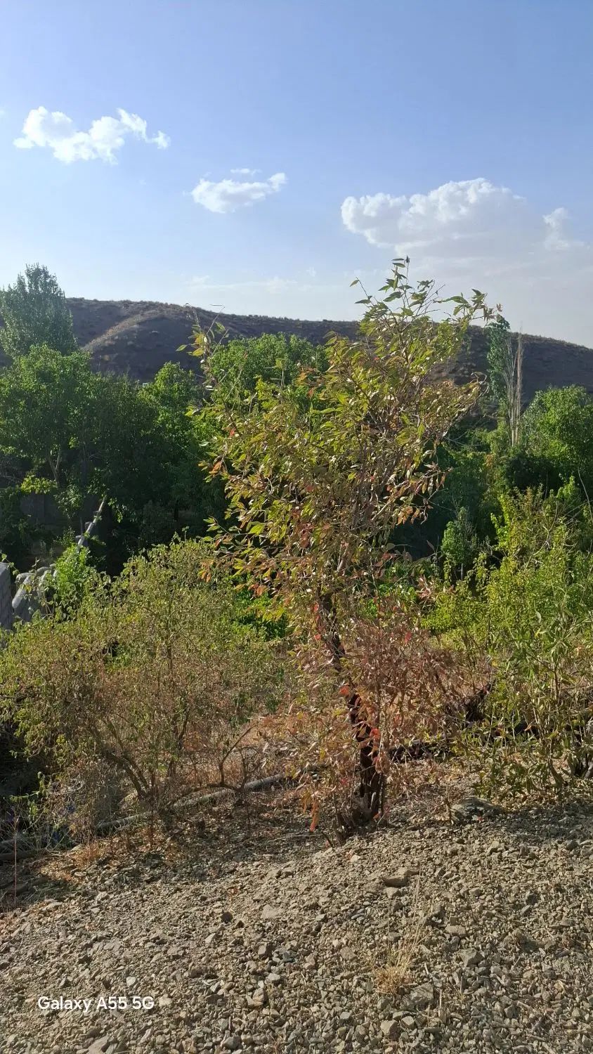 زمین باغی|فروش زمین و ملک کلنگی|مشهد, گلبرگ|دیوار