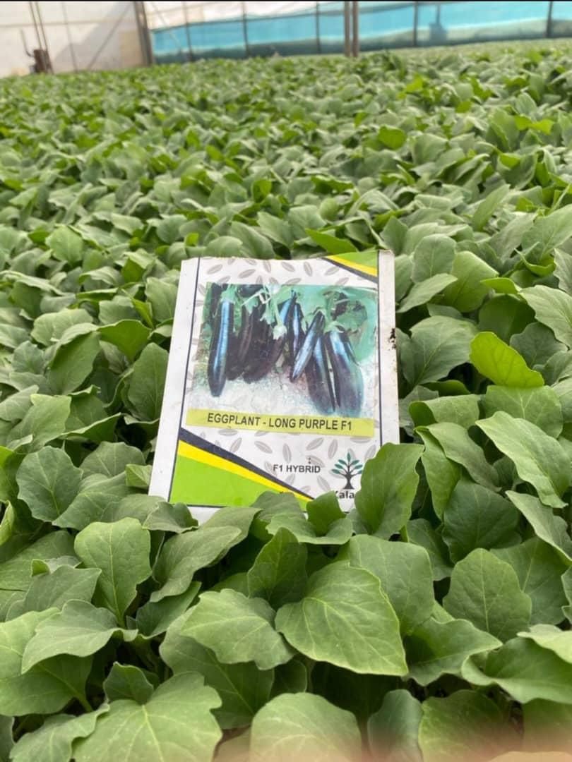 (نشاء گوجه بادمجان)|خدمات باغبانی و درختکاری|جیرفت, |دیوار