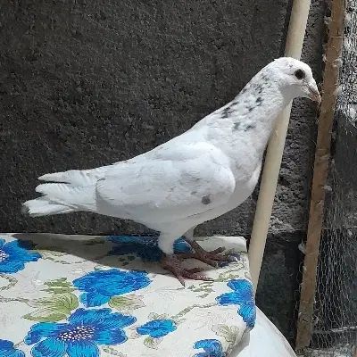 کفتر سار ،زاغ کرمونی ،دم سرخ ،سبز آلمانی، قورگی|پرنده|مشهد, طبرسی شمالی|دیوار
