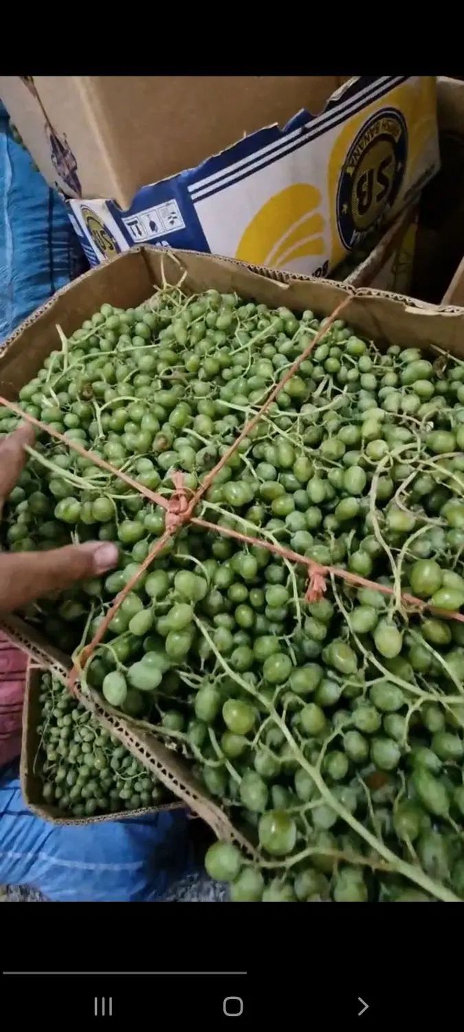 تولید و پخش ابلیمو آبغوره سرکه رب گوجه رب انار|خوردنی و آشامیدنی|یزد, |دیوار