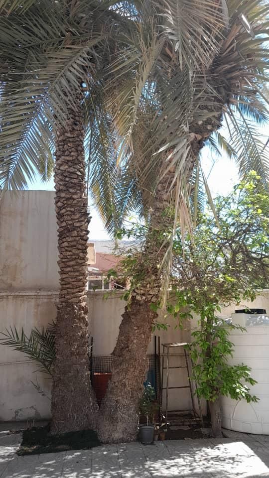 قطع نخل وبرش درخت|خدمات باغبانی و درختکاری|بوشهر, |دیوار