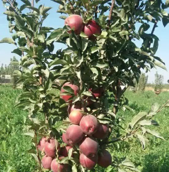 پیشفروش نهال سیب. رد استارکینگ باشرایط چک|خدمات باغبانی و درختکاری|کیلان, |دیوار