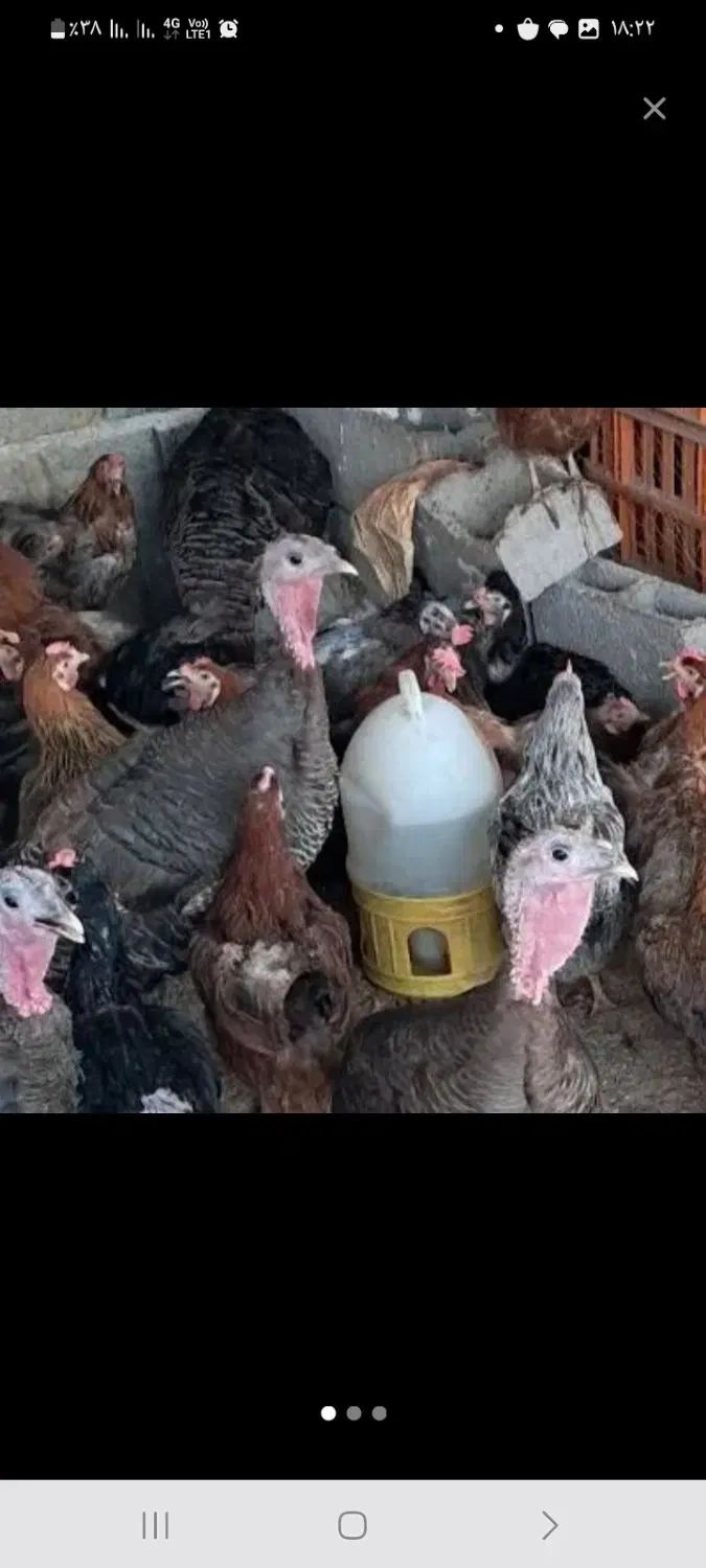 فروش مرغ محلی وخروس مرغ کارخونه ای بوقلمون محلی|حیوانات مزرعه|بوشهر, |دیوار