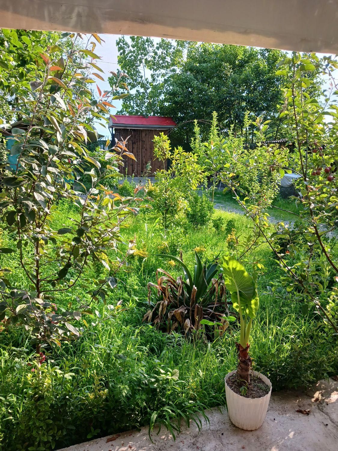 ویلا باغ سبز|اجارهٔ کوتاهمدت ویلا و باغ|بندر انزلی, کلیور|دیوار