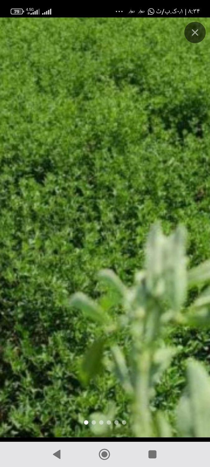 تخم علف بمی محلی اصلی کشاورز|خدمات باغبانی و درختکاری|کهنوج, |دیوار