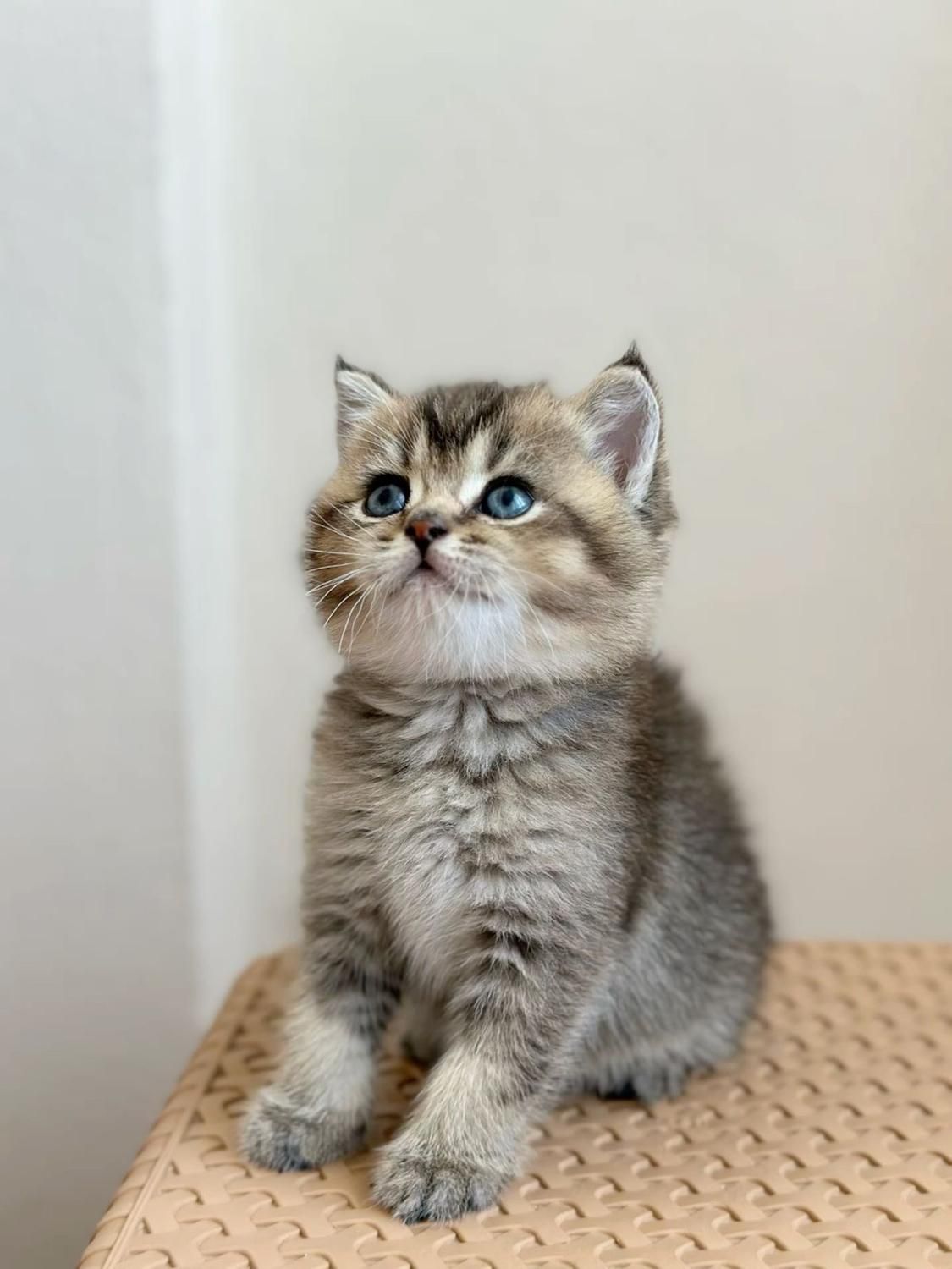 گربه‌ سالم، آرام و مناسب آپارتمان|گربه|کرمان, |دیوار