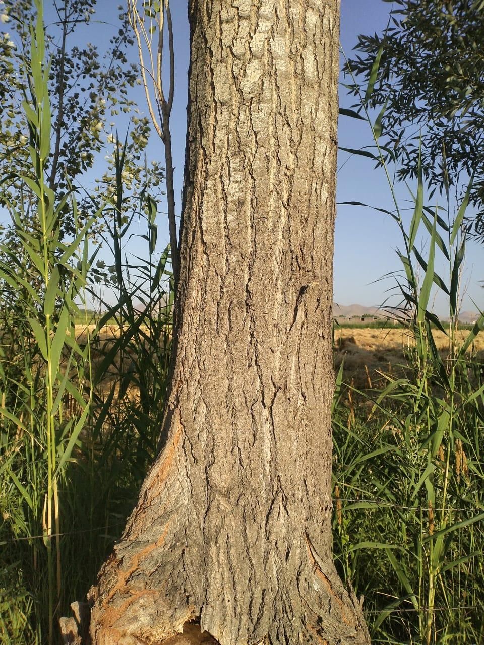 خریدار مستقیم چوب درختان میوه و تیر|خدمات باغبانی و درختکاری|ارومیه, |دیوار