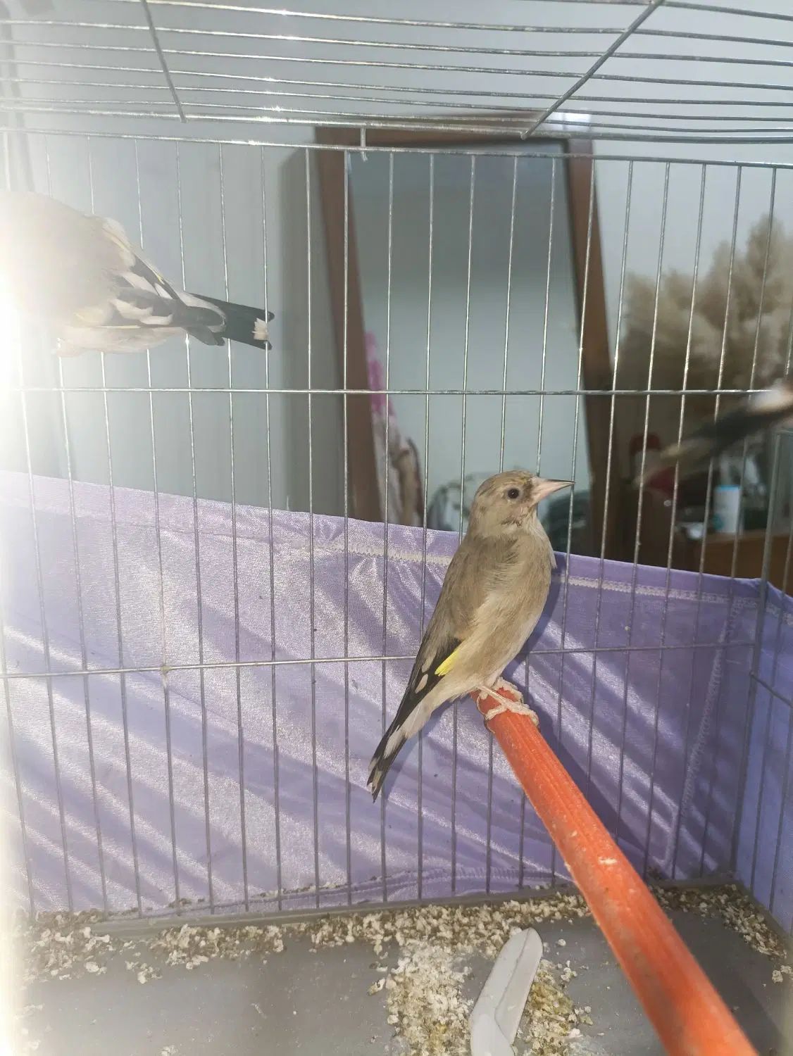 فنچ زبرا و سهره رسمی ماده و سهره کرمانی نرو ماده|پرنده|قدس, شهر‌قدس|دیوار