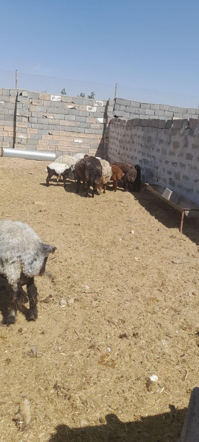 خرید وفروش میش بره قوچ بز بزغاله درشاهین شهر گرگاب|حیوانات مزرعه|شاهینشهر, گرگاب|دیوار