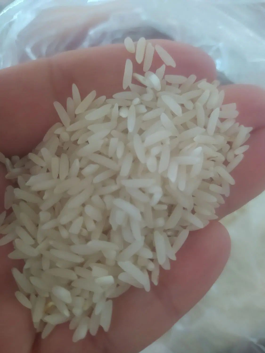 برنج طارم محلی فریدونکنار درجه ۱ ارگانیک|خوردنی و آشامیدنی|فریدون‌کنار, |دیوار