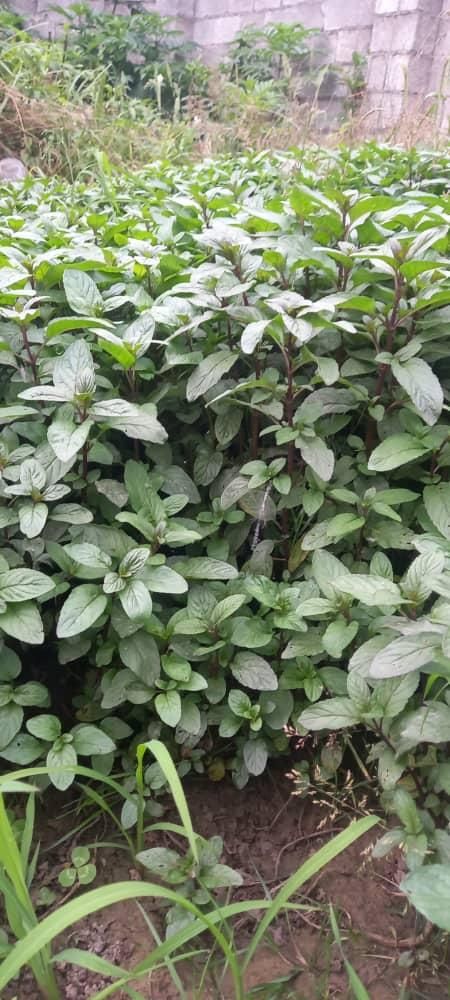 نعناع محلی|خوردنی و آشامیدنی|صومعه‌سرا, |دیوار