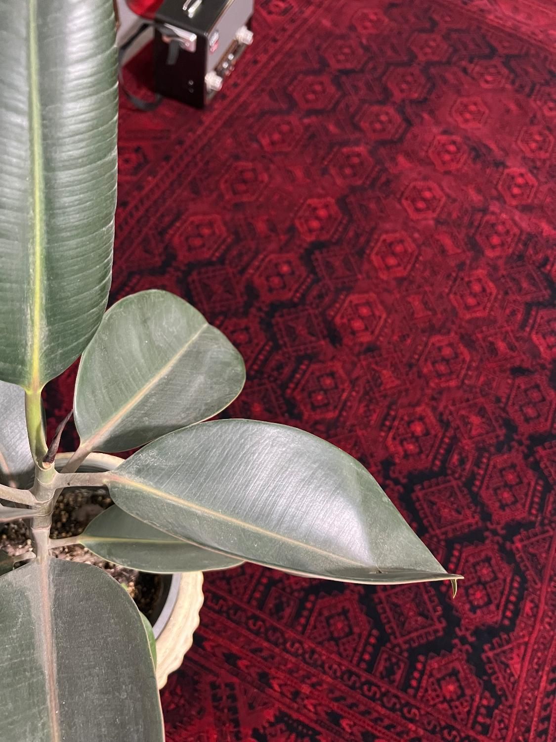 فرش لاکی سبز سنتی(۷۰۰شانه)|فرش|کرج, حصارک بالا|دیوار