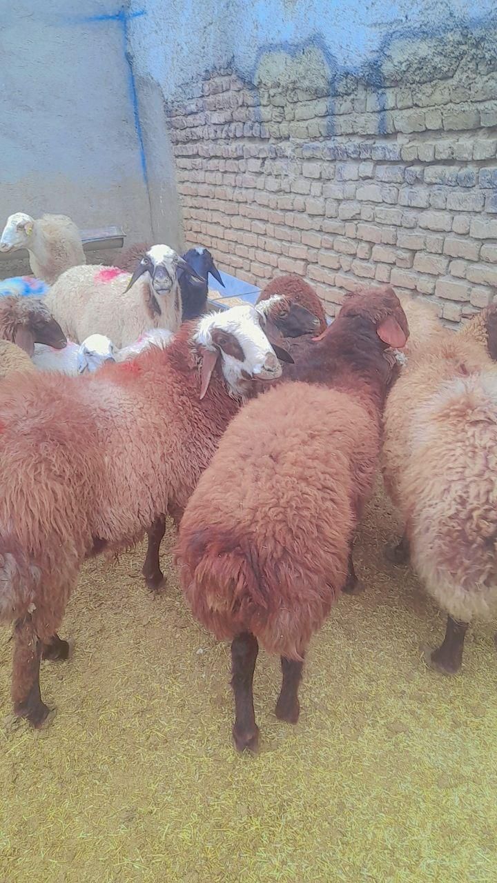 خرید گوسفند زنده حضوری و سفارش در مشهد|حیوانات مزرعه|مشهد, نوید|دیوار